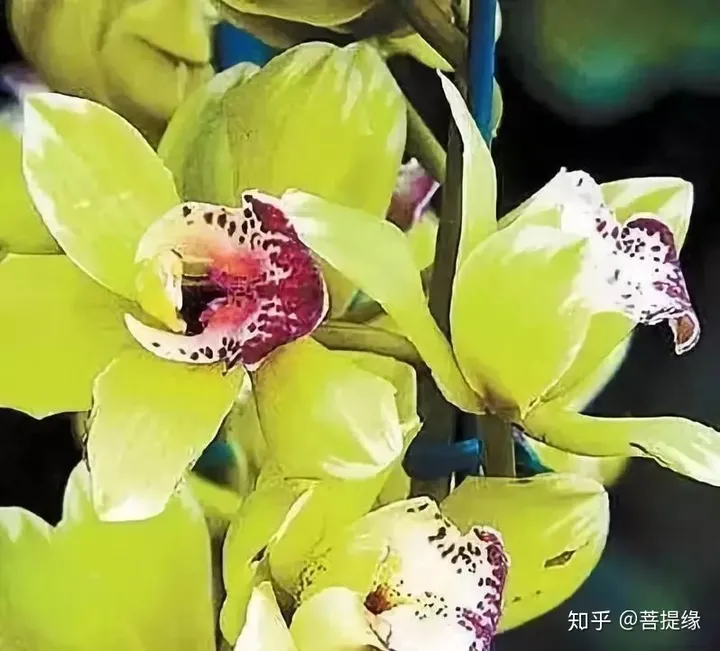 天价！天价！名贵植物排行，令人大开眼界-名贵植物图片