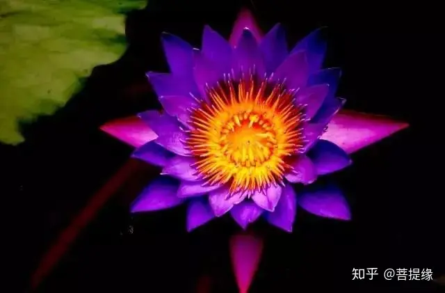 天价！天价！名贵植物排行，令人大开眼界-名贵植物图片