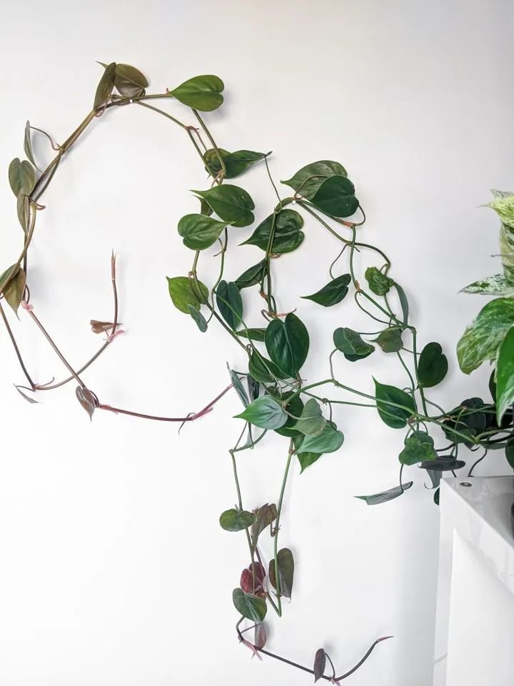 用这6种不同的方法，让盆栽绿植在墙上攀爬生长-怎么让植物爬墙