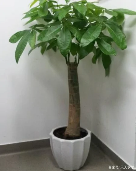 推荐以下三种较大型盆栽绿植看看自己喜欢的在其中吗-大型盆栽推荐