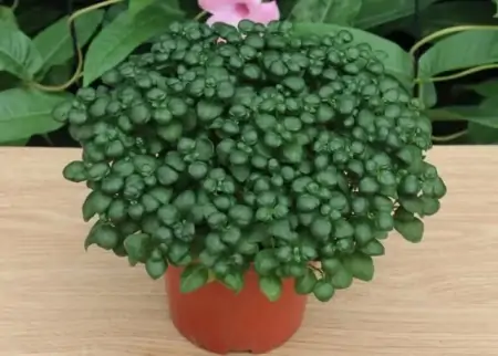 50种常见的室内盆栽绿植-50种常见室内盆栽绿化植物介绍