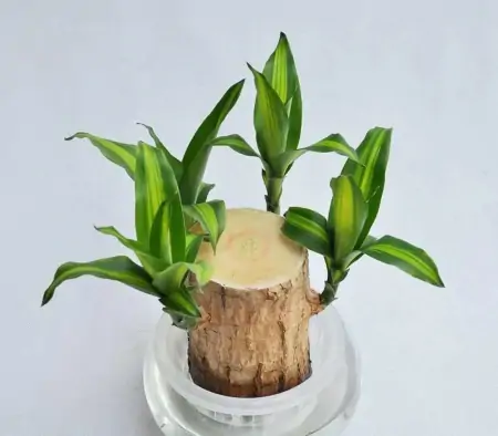 50种常见的室内盆栽绿植-50种常见室内盆栽绿化植物介绍