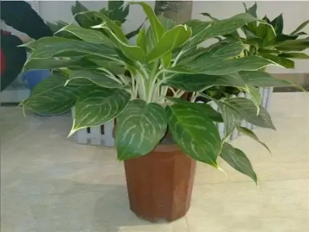 50种常见的室内盆栽绿植-50种常见室内盆栽绿化植物介绍
