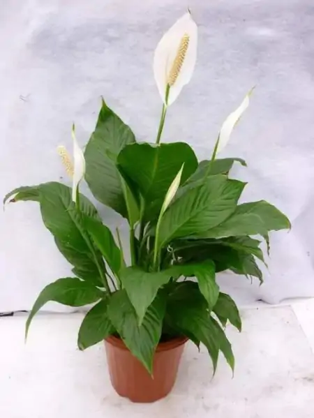 50种常见的室内盆栽绿植-50种常见室内盆栽绿化植物介绍