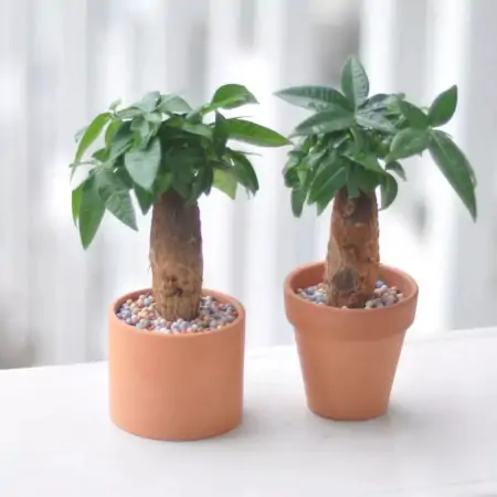 50种常见的室内盆栽绿植-50种常见室内盆栽绿化植物介绍