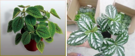 50种常见的室内盆栽绿植-50种常见室内盆栽绿化植物介绍