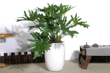 50种常见的室内盆栽绿植-50种常见室内盆栽绿化植物介绍