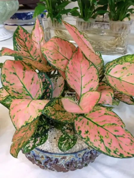 50种常见的室内盆栽绿植-50种常见室内盆栽绿化植物介绍
