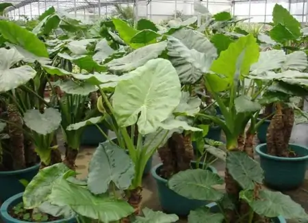 50种常见的室内盆栽绿植-50种常见室内盆栽绿化植物介绍