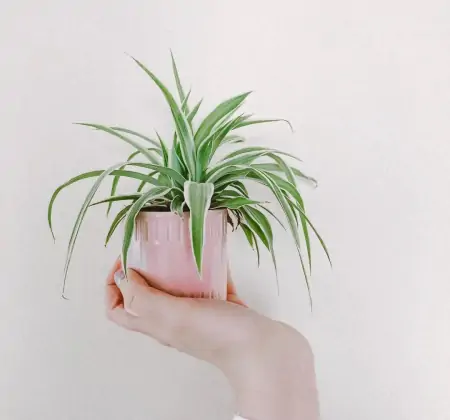 50种常见的室内盆栽绿植-50种常见室内盆栽绿化植物介绍