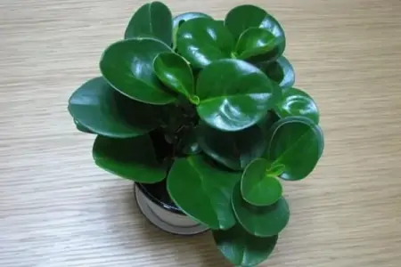 50种常见的室内盆栽绿植-50种常见室内盆栽绿化植物介绍