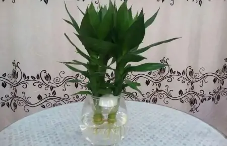 50种常见的室内盆栽绿植-50种常见室内盆栽绿化植物介绍