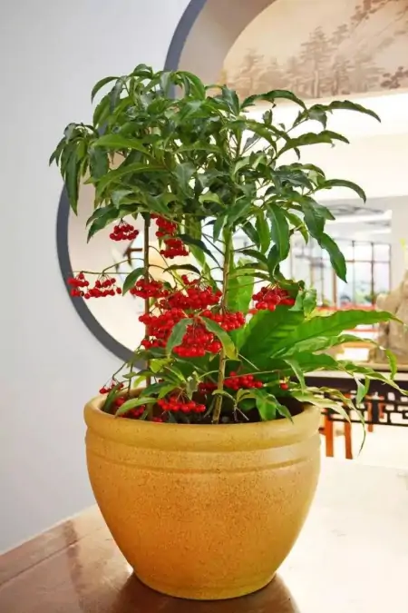 50种常见的室内盆栽绿植-50种常见室内盆栽绿化植物介绍