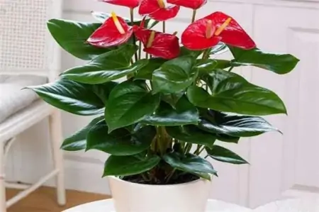 50种常见的室内盆栽绿植-50种常见室内盆栽绿化植物介绍
