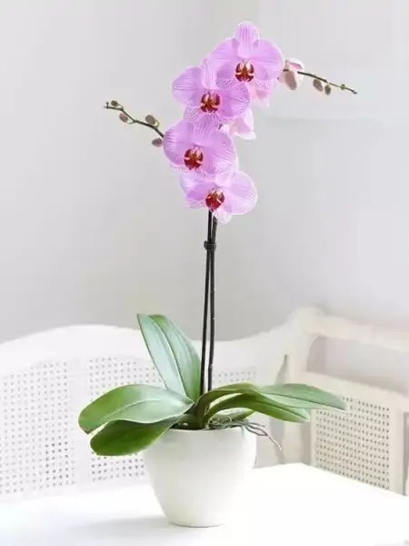50种常见的室内盆栽绿植-50种常见室内盆栽绿化植物介绍