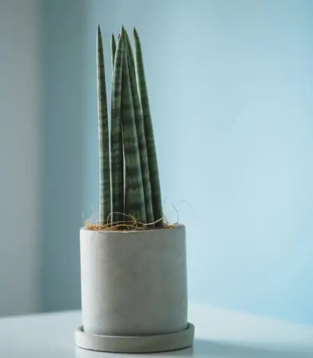 50种常见的室内盆栽绿植-50种常见室内盆栽绿化植物介绍