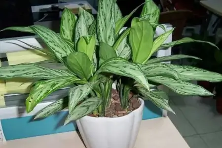 50种常见的室内盆栽绿植-50种常见室内盆栽绿化植物介绍