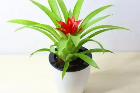 50种常见的室内盆栽绿植-50种常见室内盆栽绿化植物介绍