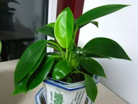 50种常见的室内盆栽绿植-50种常见室内盆栽绿化植物介绍