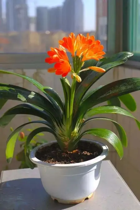 50种常见的室内盆栽绿植-50种常见室内盆栽绿化植物介绍