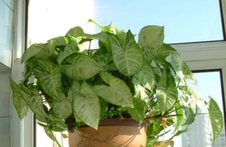 50种常见的室内盆栽绿植-50种常见室内盆栽绿化植物介绍