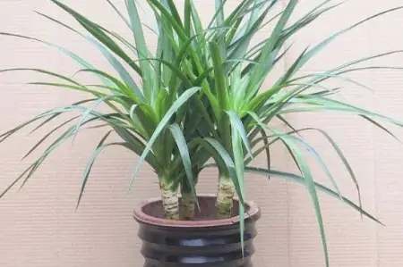 50种常见的室内盆栽绿植-50种常见室内盆栽绿化植物介绍