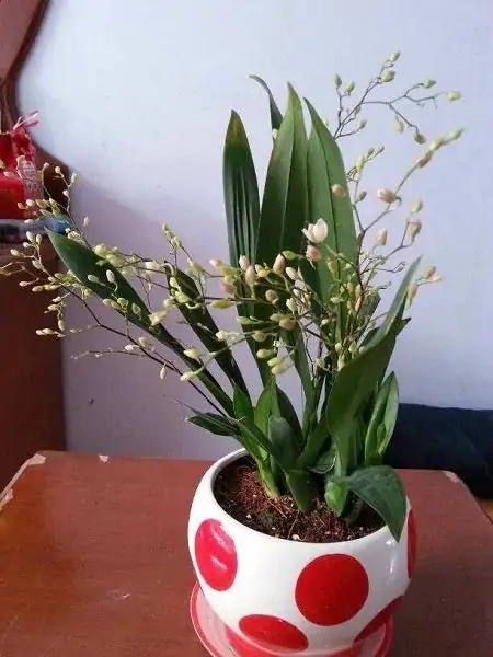 50种常见的室内盆栽绿植-50种常见室内盆栽绿化植物介绍