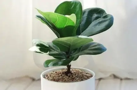 50种常见的室内盆栽绿植-50种常见室内盆栽绿化植物介绍