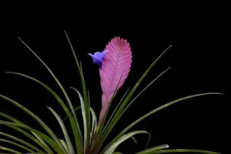 50种常见的室内盆栽绿植-50种常见室内盆栽绿化植物介绍
