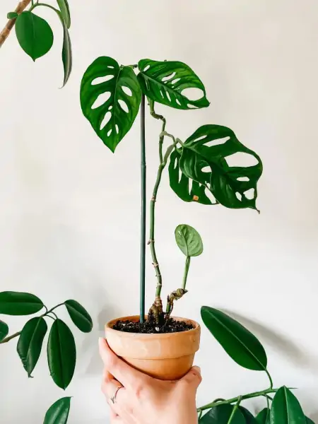 50种常见的室内盆栽绿植-50种常见室内盆栽绿化植物介绍