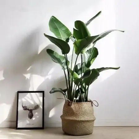 50种常见的室内盆栽绿植-50种常见室内盆栽绿化植物介绍