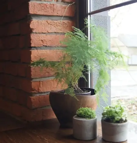 50种常见的室内盆栽绿植-50种常见室内盆栽绿化植物介绍