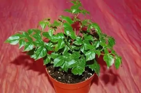 50种常见的室内盆栽绿植-50种常见室内盆栽绿化植物介绍