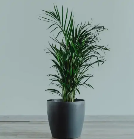 50种常见的室内盆栽绿植-50种常见室内盆栽绿化植物介绍