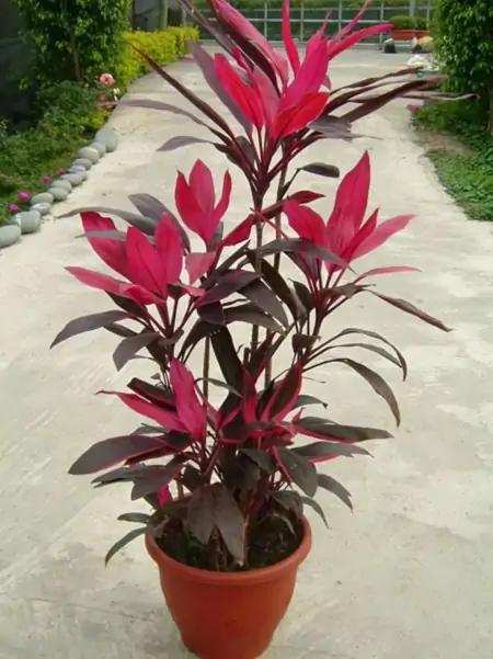 50种常见的室内盆栽绿植-50种常见室内盆栽绿化植物介绍