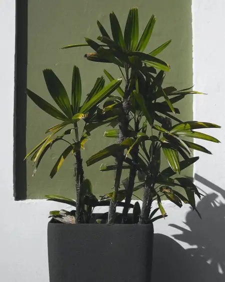 50种常见的室内盆栽绿植-50种常见室内盆栽绿化植物介绍