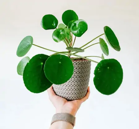 50种常见的室内盆栽绿植-50种常见室内盆栽绿化植物介绍