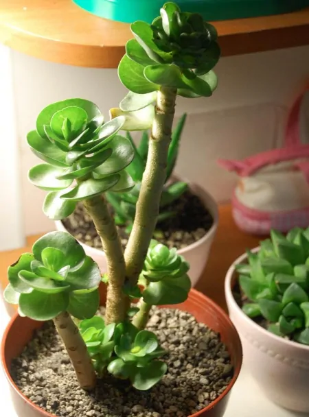 3种长青不败的绿植盆栽，寓意好又美观，适合养在室内-什么树长青不老