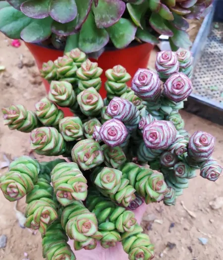 3种长青不败的绿植盆栽，寓意好又美观，适合养在室内-什么树长青不老