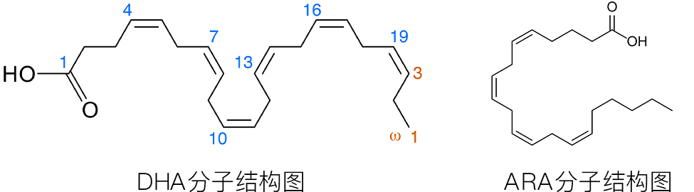 不能被忽视的提高记忆力，DHA是真有用（dha真的可以促进孩子增强记忆力吗）