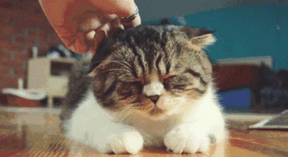 怎么判断猫身上有没有跳蚤？-阴虱怎么彻底去除最简单的方法