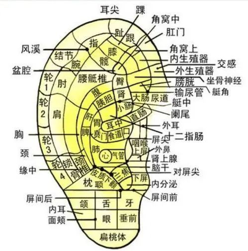 牙疼，头疼、失眠的小病 介绍一套见效最快的耳部自我按摩方法-如何缓解牙痛带来的头疼和耳朵疼