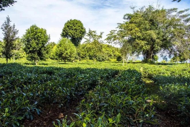 云南景谷白龙茶业股份有限公司企业介绍-景谷白龙野生熟茶