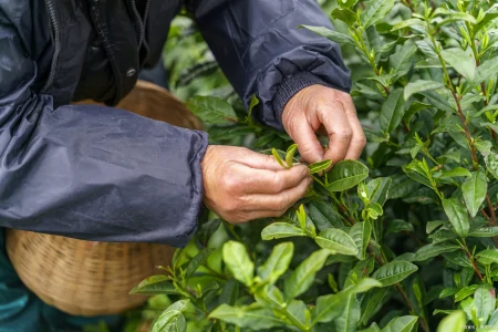 茶叶千万别乱买，真假茶农真相竟然是这样！-假的茶叶对身体有害吗