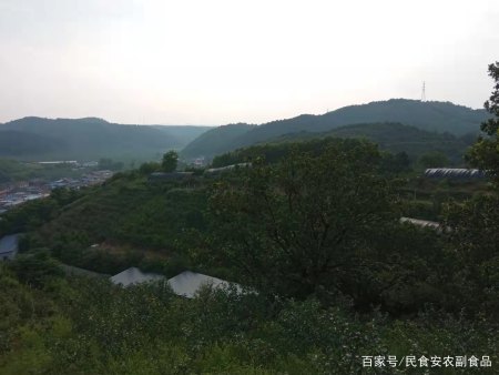 大棚种灵芝开拓致富路——访抚顺县石文镇福运灵芝种植专业合作社-抚顺石文大集