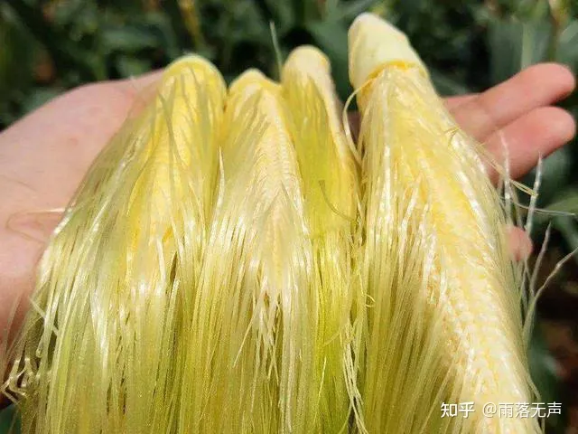 玉米须能治病？饮用玉米须水有哪些好处？不妨了解一下-玉米须水的好处