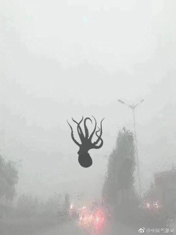 真不是段子！青岛狂风暴雨，天上都下章鱼了！（青岛会不会下雨）