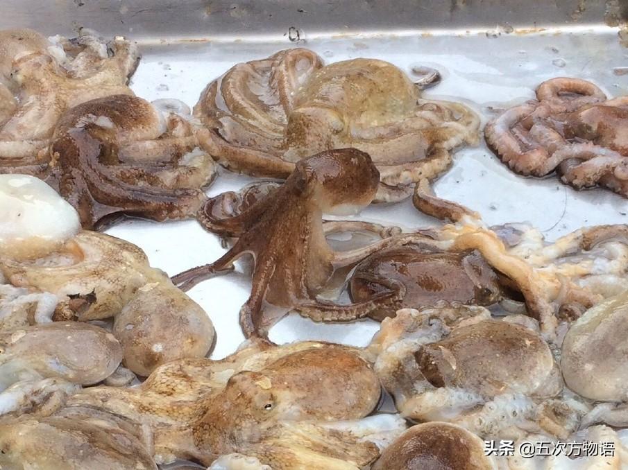 说说青岛的“八带蛸”（青岛八代多少钱一斤）