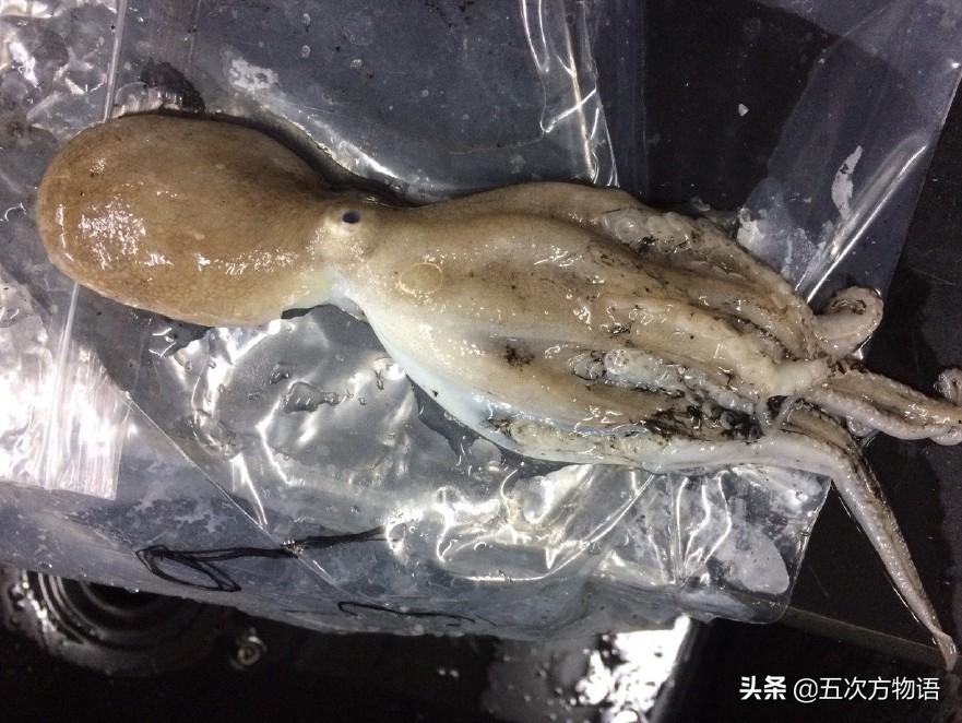 说说青岛的“八带蛸”（青岛八代多少钱一斤）