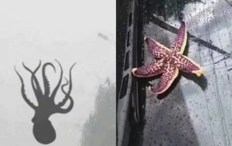 从天上掉下鱼的"动物雨"现象，背后藏着大自然的奥秘（天上掉下来一条鱼好吗）